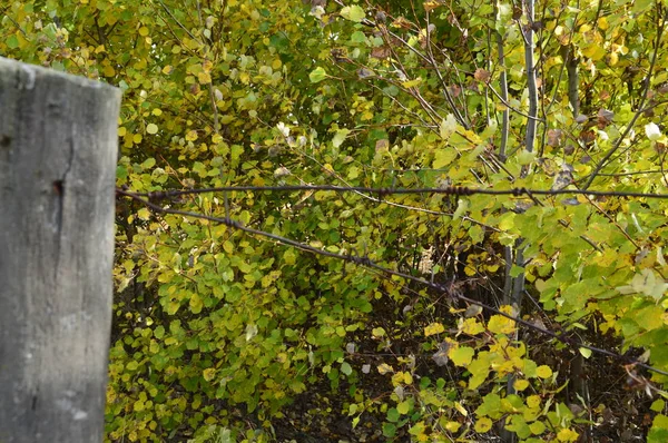 Stacheldraht zum Schutz des Landes — Stockfoto