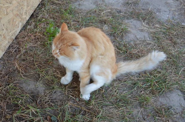 O gato em vários passeios de posições e mentiras — Fotografia de Stock