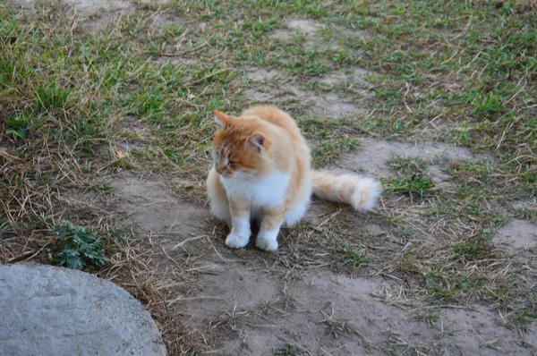 여러 자세를 취한 고양이가 걷고 거짓말을 한다 — 스톡 사진