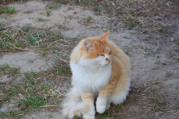 Kedi çeşitli pozisyonlarda yürür ve yalan söyler. — Stok fotoğraf