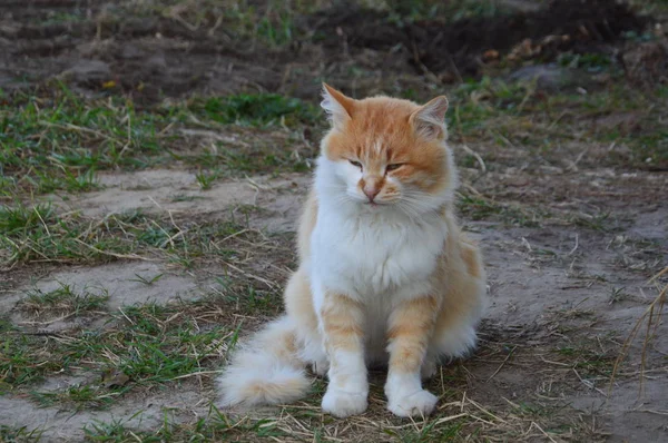 O gato em vários passeios de posições e mentiras — Fotografia de Stock
