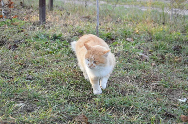 El gato en varias posiciones camina y miente — Foto de Stock