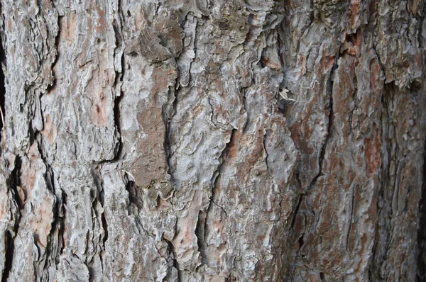 森林树木树干和树枝 — 图库照片