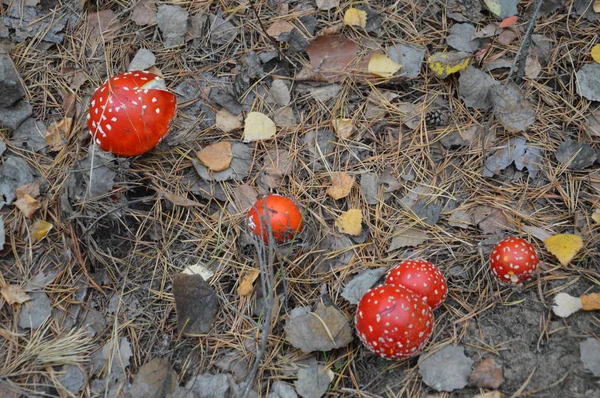 Amanita na floresta de outono crescem no chão — Fotografia de Stock