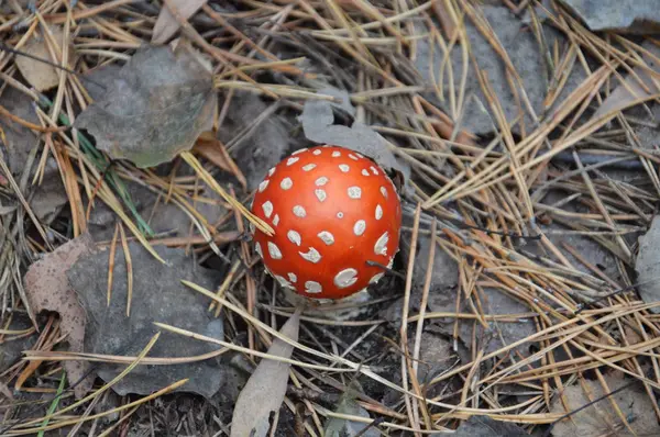 Amanita in het herfstbos groeien op de grond — Stockfoto