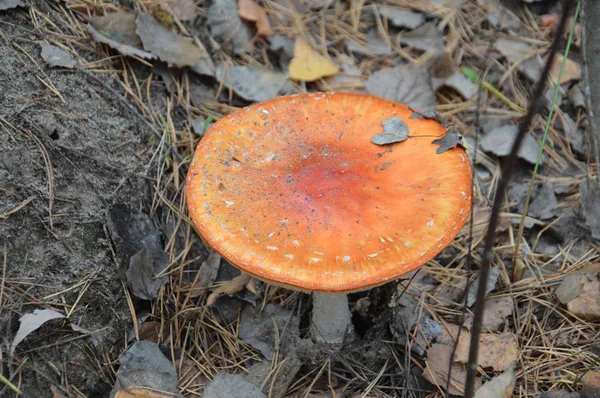 Amanita in the autumn forest grow on the ground — Stock Photo, Image