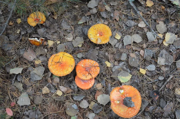Amanita dans la forêt d'automne poussent sur le sol — Photo