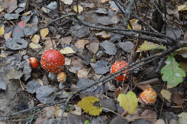 秋の森のアマニタが地面に生えています — ストック写真