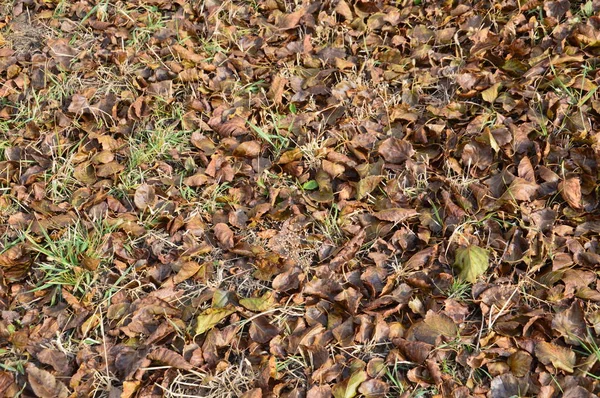 Gevallen herfstblad van bomen en struiken — Stockfoto
