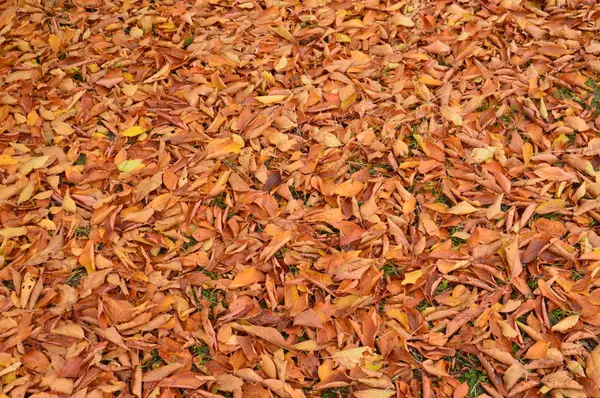 Follaje otoñal caído de árboles y arbustos — Foto de Stock