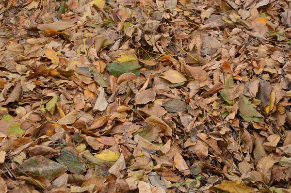 Gevallen herfstblad van bomen en struiken — Stockfoto