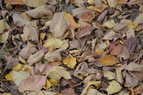 Follaje otoñal caído de árboles y arbustos —  Fotos de Stock