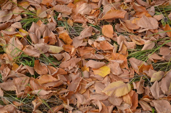 Follaje otoñal caído de árboles y arbustos — Foto de Stock