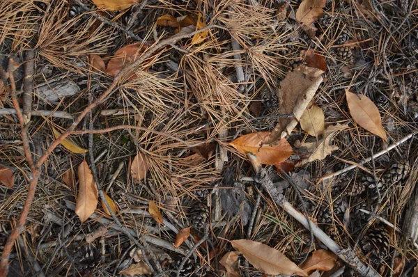 Падіння осіннього листя з дерев і кущів — стокове фото