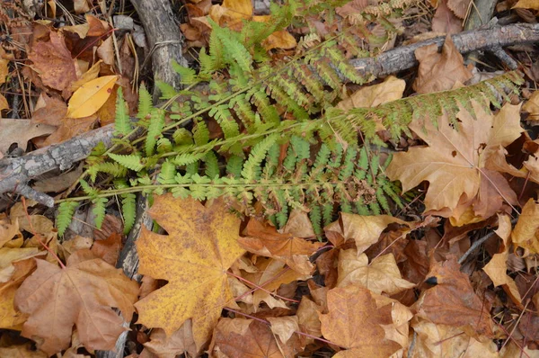 Fogliame autunnale caduto da alberi e cespugli — Foto Stock