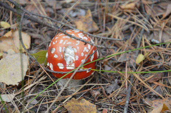 Amanita im herbstlichen Wald wachsen auf dem Boden — Stockfoto