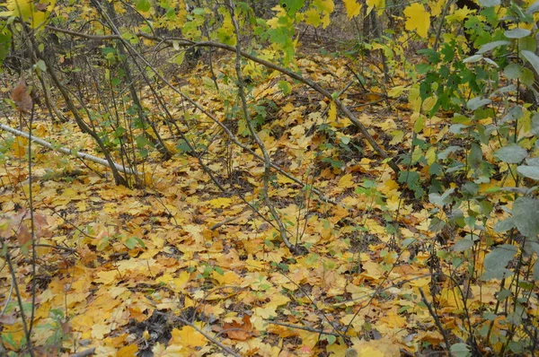 Padlé podzimní listí ze stromů a keřů — Stock fotografie