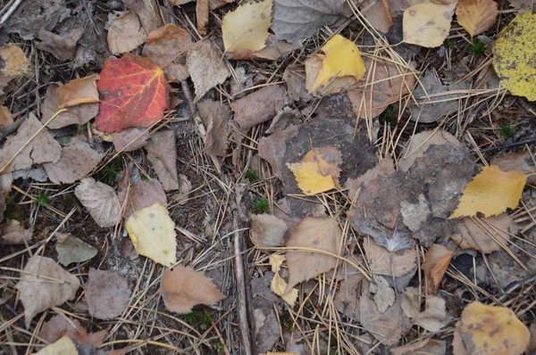 Fallen autumn foliage from trees and bushes — Stock Photo, Image