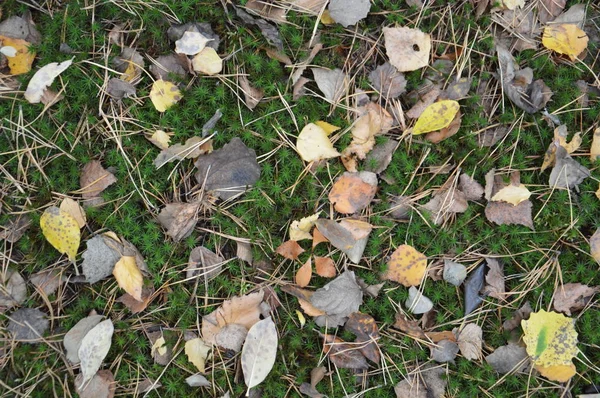 Folhagem de outono caída de árvores e arbustos — Fotografia de Stock