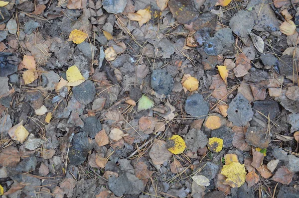 Падение осенней листвы с деревьев и кустарников — стоковое фото