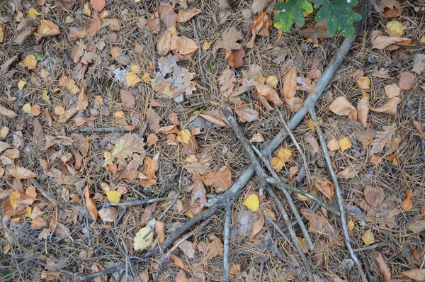 Fogliame autunnale caduto da alberi e cespugli — Foto Stock