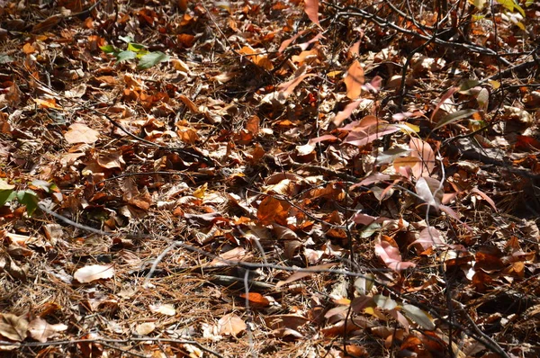 나무와 관목에서 떨어지는 가을 잎 — 스톡 사진
