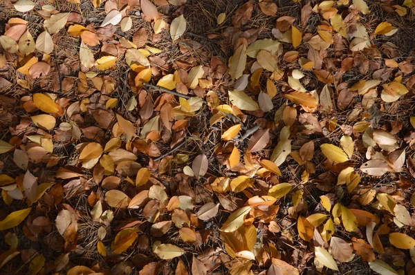 Fogliame autunnale caduto da alberi e cespugli — Foto Stock