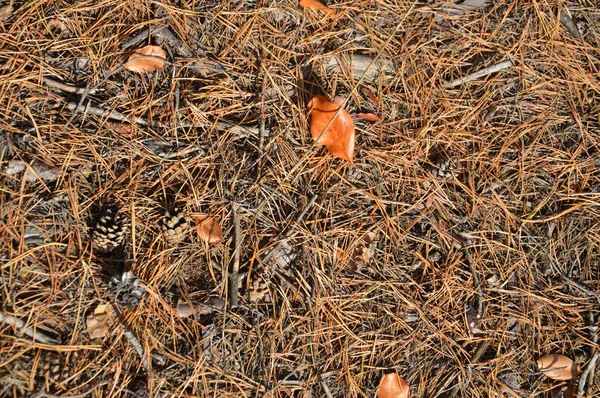 木や茂みから秋の紅葉 — ストック写真