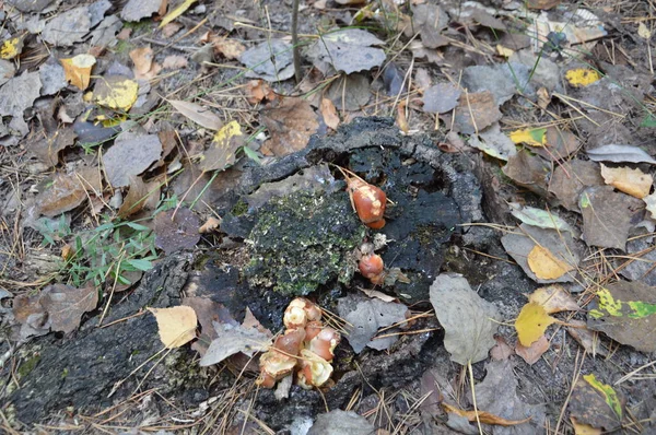 Herbstpilze sprießen nach Regen aus dem Boden — Stockfoto