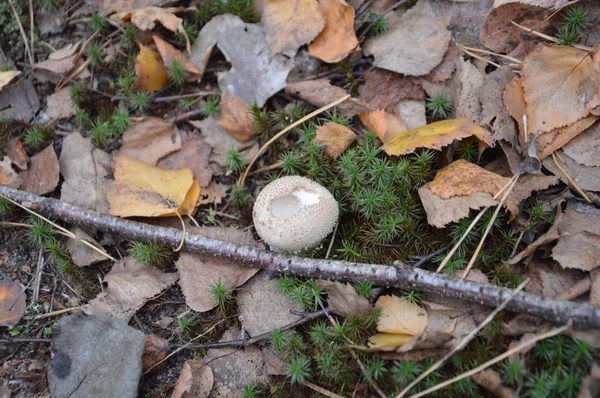 Autumn mushrooms sprouted from the ground after rain — Stock Photo, Image