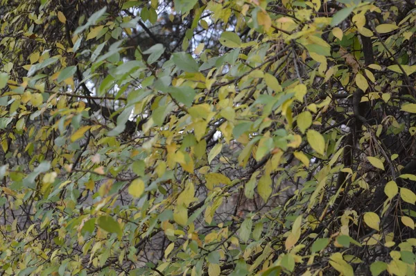 Осенние листья деревьев и кустарников разных цветов — стоковое фото