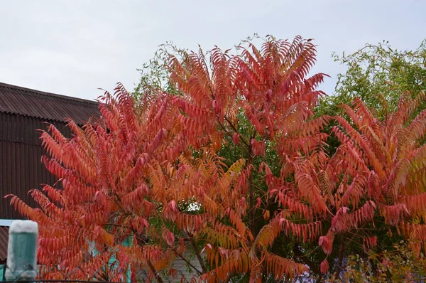 Autumn leaves of trees and shrubs of different colors