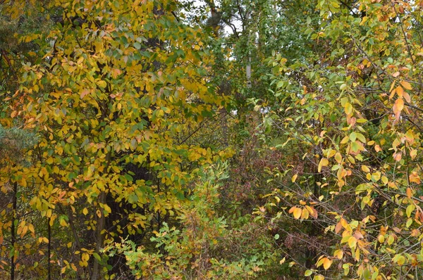 Herbstblätter von Bäumen und Sträuchern in verschiedenen Farben — Stockfoto