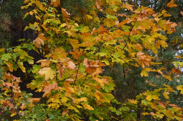 Feuilles d'automne d'arbres et d'arbustes de différentes couleurs — Photo