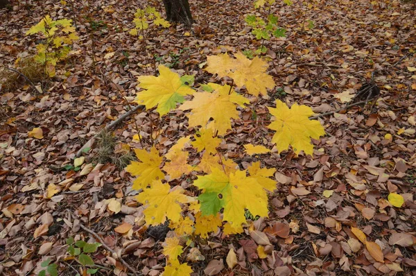 Feuilles d'automne d'arbres et d'arbustes de différentes couleurs — Photo