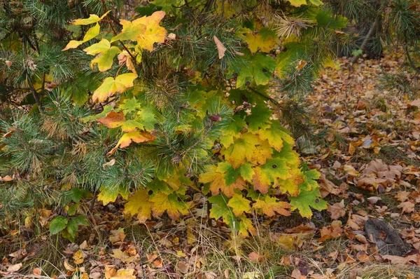 Autumn leaves of trees and shrubs of different colors