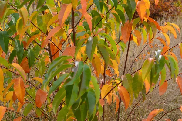 Jesienne liście drzew i krzewów o różnych kolorach — Zdjęcie stockowe