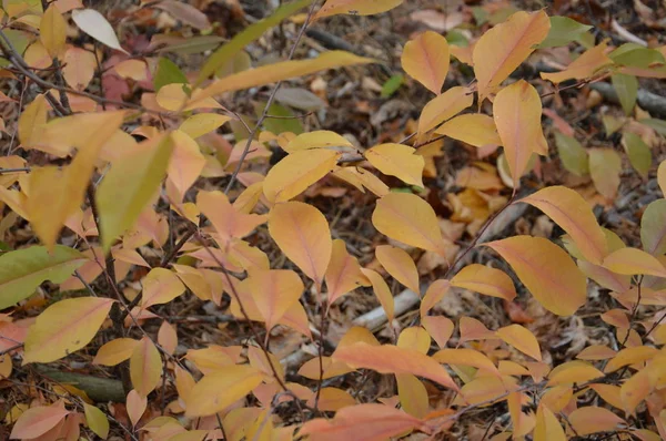 Feuilles d'automne d'arbres et d'arbustes de différentes couleurs — Photo