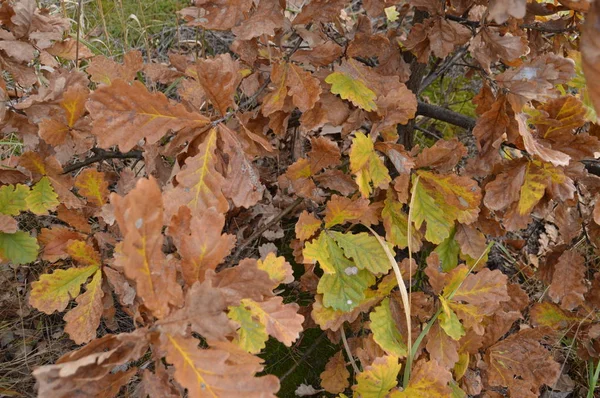 Feuilles d'automne d'arbres et d'arbustes de différentes couleurs — Photo