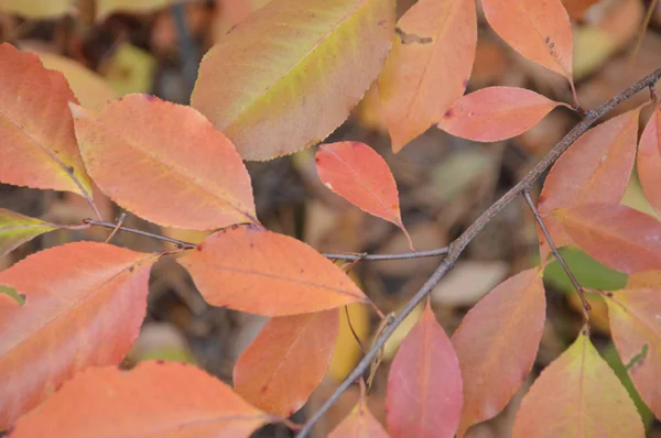 Autumn leaves of trees and shrubs of different colors