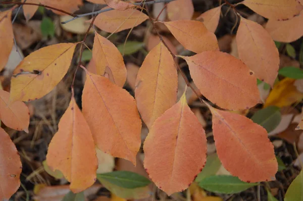 Podzimní listy stromů a keřů různých barev — Stock fotografie