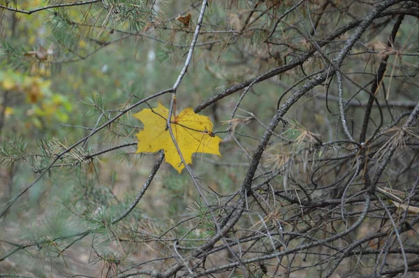 Foglie autunnali di alberi e arbusti di diversi colori — Foto Stock