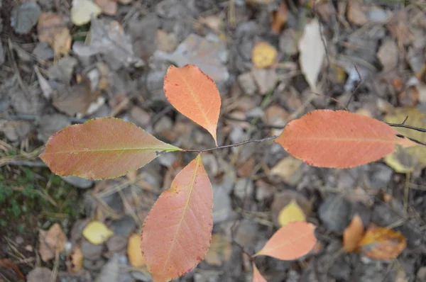 秋天的树叶和各种颜色的灌木 — 图库照片