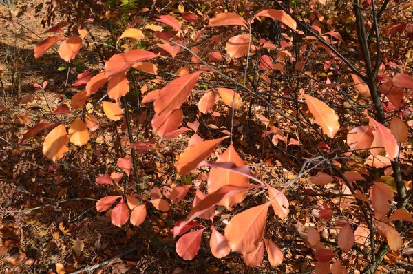 Hojas otoñales de árboles y arbustos de diferentes colores —  Fotos de Stock