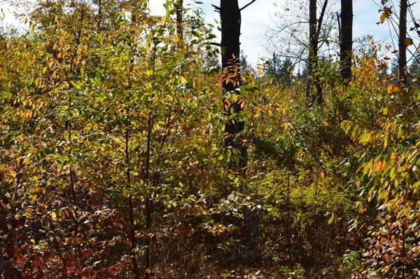 Herbstblätter von Bäumen und Sträuchern in verschiedenen Farben — Stockfoto