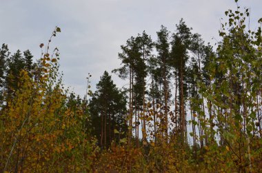 Tarla hasat edilen mısırlar.