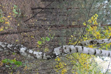 Tarla hasat edilen mısırlar.