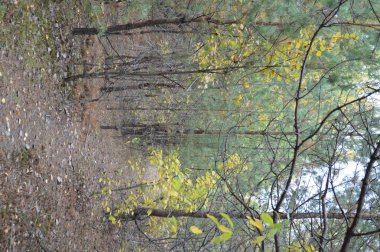 Tarla hasat edilen mısırlar.