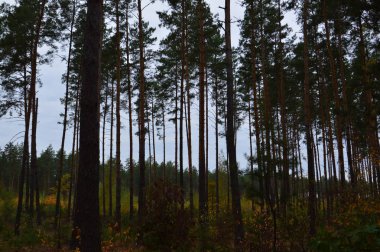 Tarla hasat edilen mısırlar.