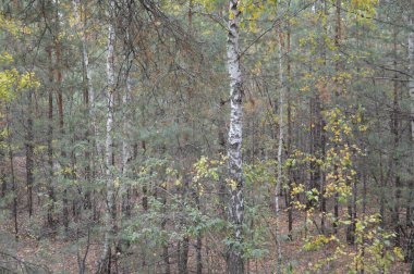 Tarla hasat edilen mısırlar.
